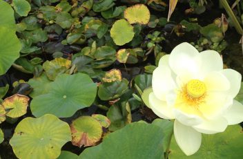 Lotus_blanc